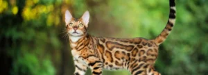 Древесный наполнитель для кошачьего туалета объёмом в 15 кг. В чем выгода большой упаковки?