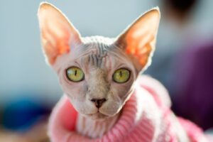 Цеолитовый наполнитель для кошачьего туалета. В чем особенности и как он меняет подход к уходу за питомцем?